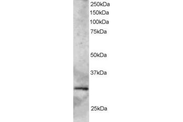 SYF2 antibody  (C-Term)