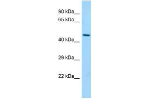 Host: Rabbit Target Name: Blmh Sample Type: Mouse Stomach lysates Antibody Dilution: 1. (BLMH antibody  (C-Term))