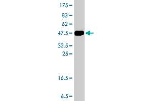 Western Blot detection against Immunogen (36. (ZNF263 antibody  (AA 201-298))