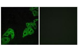 Immunofluorescence analysis of A549 cells, using OR4C3 antibody. (OR4C3 antibody  (Internal Region))