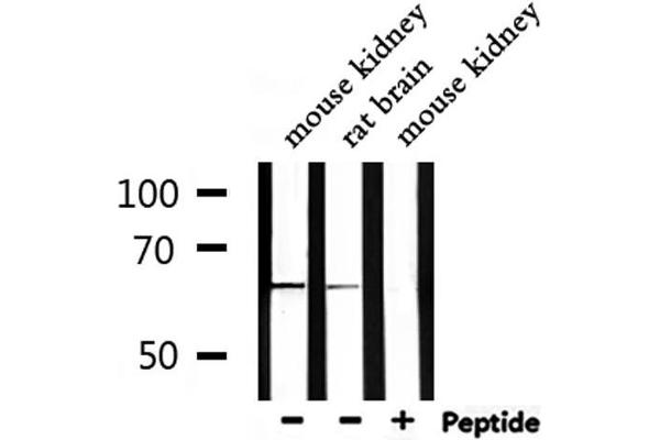 NOX1 antibody  (C-Term)