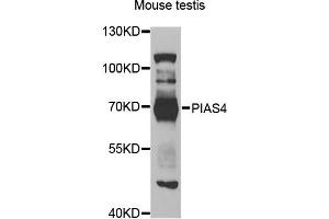 Western blot analysis of extracts of mouse testis, using PIAS4 antibody (ABIN5975368) at 1/1000 dilution. (PIAS4 antibody)