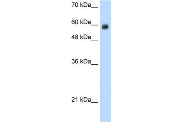 CoREST antibody  (N-Term)