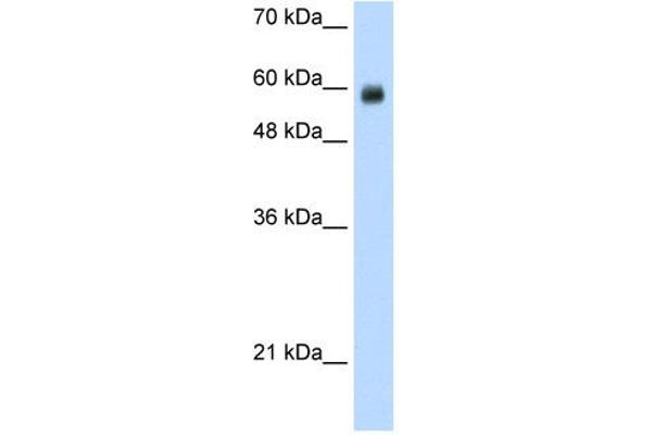 CoREST anticorps  (N-Term)