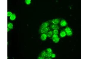 Immunofluorescent staining of HT29 cells using anti-SLC2A5 mouse monoclonal antibody (ABIN2452384). (SLC2A5 antibody)
