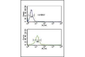 COL5A2 Antibody (N-term) (ABIN391537 and ABIN2841488) flow cytometric analysis of NCI- cells (bottom histogram) compared to a negative control cell (top histogram). (COL5A2 antibody  (N-Term))