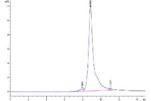 The purity of Biotinylated Human DKK1 is greater than 95 % as determined by SEC-HPLC. (DKK1 Protein (AA 32-266) (His-Avi Tag,Biotin))