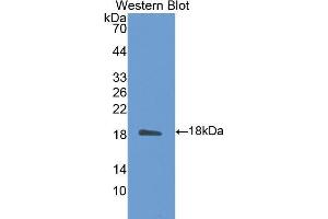 Western Blotting (WB) image for anti-Calmodulin 1 (Calm1) (AA 1-149) antibody (ABIN1176095) (Calmodulin 1 antibody  (AA 1-149))