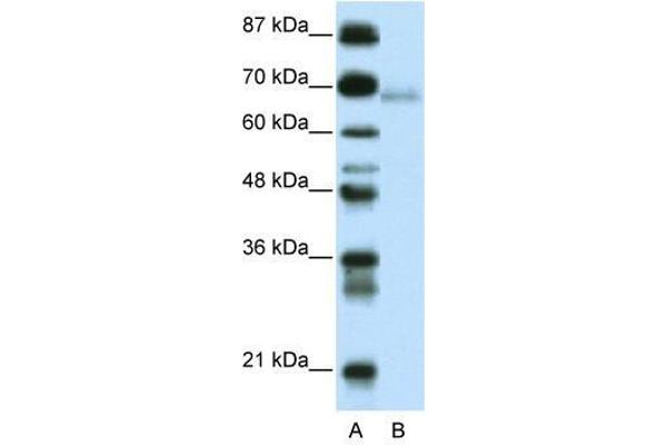 ZBTB22 antibody  (C-Term)