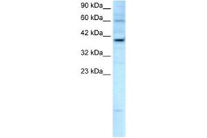 KIF25 antibody used at 2. (KIF25 antibody  (C-Term))