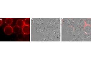 Immunocytochemistry (ICC) image for anti-Egf-Like Module Containing, Mucin-Like, Hormone Receptor-Like 1 (EMR1) (AA 58-72), (Extracellular) antibody (ABIN7043115)