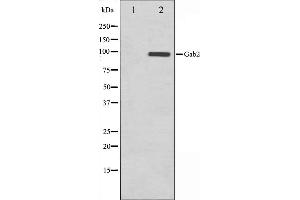 Western blot analysis on HT29 cell lysate using Gab2 Antibody,The lane on the left is treated with the antigen-specific peptide. (GAB2 antibody  (C-Term))