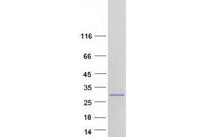 Western Blotting (WB) image for SUMO/sentrin Specific Peptidase Family Member 8 (SENP8) (Transcript Variant 1) protein (Myc-DYKDDDDK Tag) (ABIN2731654)