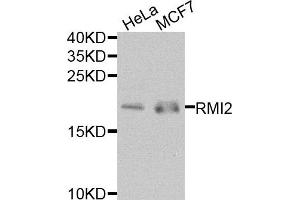 Western blot analysis of extracts of HeLa and MCF7 cells, using RMI2 antibody. (RMI2 antibody)