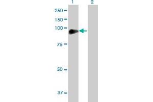 Western Blot analysis of DVL2 expression in transfected 293T cell line by DVL2 MaxPab polyclonal antibody. (DVL2 antibody  (AA 1-736))