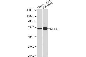 Western blot analysis of extracts of various cell lines, using MFGE8 antibody. (MFGE8 antibody)