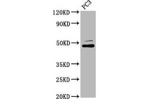 Western Blot Positive WB detected in: PC-3 whole cell lysate All lanes: SEC14L2 antibody at 4. (SEC14L2 antibody  (AA 233-358))