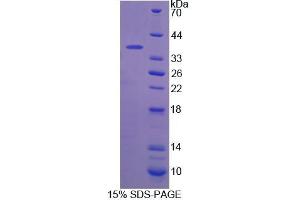 SDS-PAGE analysis of Mouse CANT1 Protein. (CANT1 Protein)