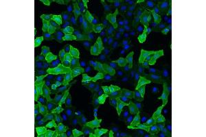 IF detection of human GFRα-3 expressed in U2OS cells. (GFRA3 antibody)