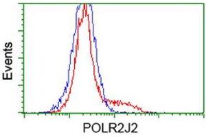 Image no. 2 for anti-Polymerase (RNA) II (DNA Directed) Polypeptide J2 (POLR2J2) antibody (ABIN1500338) (POLR2J2 antibody)