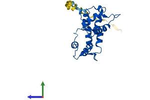 AlphaFold protein structure predicition of Human Recombinant MYL4 Protein, UniprotID P12829 (MYL4 Protein (AA 1-197) (His tag))