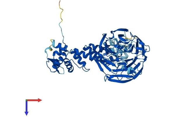KLHL23 Protein (AA 1-558) (His tag)