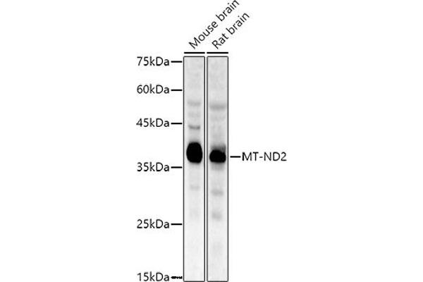 MT-ND2 anticorps  (C-Term)