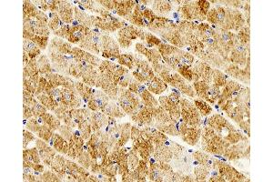 Immunohistochemistry analysis of parafffin-embedded mouse heart using Desmin Monoclonal Antibody at dilution of 1:300. (Desmin antibody)