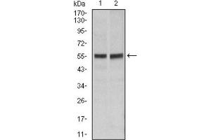 Western Blotting (WB) image for anti-TNF Receptor Superfamily, Member 6 (FAS) antibody (ABIN1845668) (FAS antibody)
