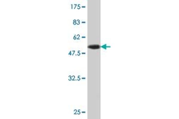 PAFAH1B3 antibody  (AA 1-231)