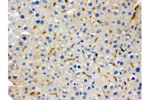 Anti- BMP5 Picoband antibody, IHC(P) IHC(P): Mouse Liver Tissue (BMP5 antibody  (C-Term))
