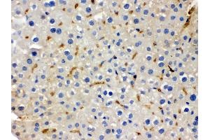 Anti- BMP5 Picoband antibody, IHC(P) IHC(P): Mouse Liver Tissue