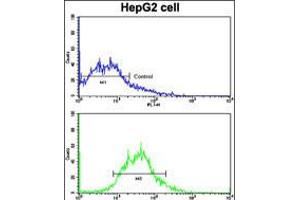Flow cytometric analysis of HepG2 cells using ADAM9 Antibody (bottom histogram) compared to a negative control cell (top histogram). (ADAM9 antibody  (N-Term))