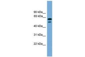 Image no. 1 for anti-Chromosome 19 Open Reading Frame 45 (C19ORF45) (AA 215-264) antibody (ABIN6746428)