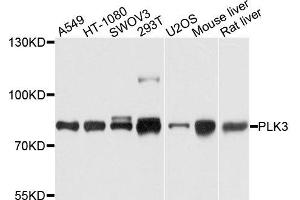Western blot analysis of extracts of various cells, using PLK3 antibody. (PLK3 antibody)