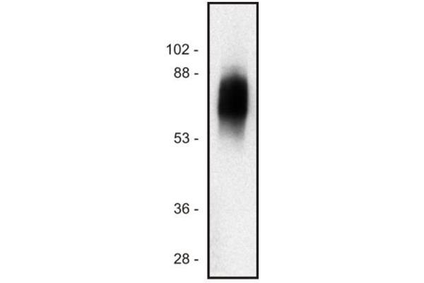 SIT1 antibody  (PE)