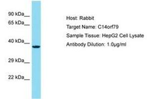 Image no. 1 for anti-Chromosome 14 Open Reading Frame 79 (C14ORF79) (AA 69-118) antibody (ABIN6750750) (C14ORF79 antibody  (AA 69-118))