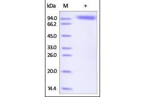 Human Siglec-5, Fc Tag on SDS-PAGE under reducing (R) condition. (SIGLEC5 Protein (AA 17-434) (Fc Tag))