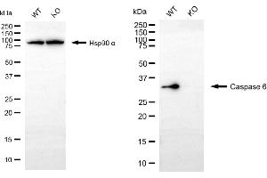 Western blotting analysis using caspase 6 antibody (ABIN7797902). (Recombinant Caspase 6 antibody)