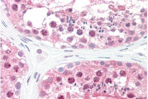 ABIN184996 (5µg/ml) staining of paraffin embedded Human Testis. (GPS1 antibody  (C-Term))