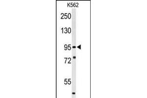 Western blot analysis of SUPV3L1 Antibody (N-term) (ABIN1881857 and ABIN2843036) in K562 cell line lysates (35 μg/lane). (SUPV3L1 antibody  (N-Term))