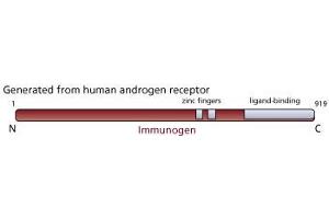 Image no. 1 for anti-Androgen Receptor (AR) antibody (ABIN967444) (Androgen Receptor antibody)