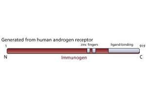 Image no. 1 for anti-Androgen Receptor (AR) antibody (ABIN967444) (Androgen Receptor antibody)
