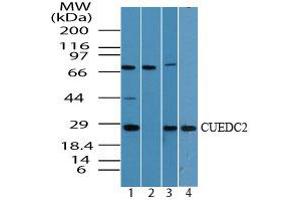 Image no. 1 for anti-CUE Domain Containing 2 (CUEDC2) (AA 250-300) antibody (ABIN960120) (CUEDC2 antibody  (AA 250-300))