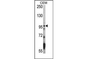 Image no. 1 for anti-Histone Deacetylase 7 (HDAC7) (C-Term) antibody (ABIN356651) (HDAC7 antibody  (C-Term))