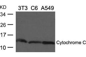 Western blot analysis of extracts from 3T3, C6 and A549 cells using Cytochrome C Antibody. (Cytochrome C antibody  (AA 71-75))