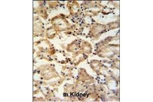 RHBG Antibody (C-term) (ABIN653937 and ABIN2843168) IHC analysis in formalin fixed and paraffin embedded mouse kidney tissue followed by peroxidase conjugation of the secondary antibody and DAB staining. (RHBG antibody  (C-Term))