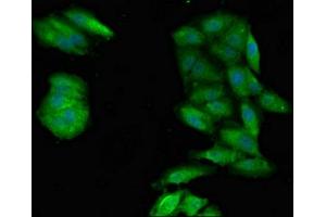 Immunofluorescent analysis of Hela cells using ABIN7169304 at dilution of 1:100 and Alexa Fluor 488-congugated AffiniPure Goat Anti-Rabbit IgG(H+L) (PPP1CA antibody  (Catalytic Subunit))