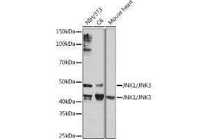 Western blot analysis of extracts of various cell lines, using JNK1/JNK3 Rabbit mAb (ABIN1678909, ABIN7101754, ABIN7101755 and ABIN7101756) at 1:1000 dilution. (JNK antibody)