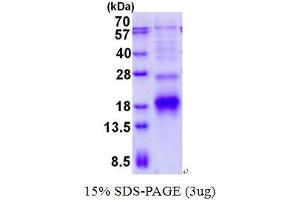 Polymerase (RNA) II (DNA Directed) Polypeptide I, 14.5kDa (POLR2I) (AA 1-125) protein (His tag)